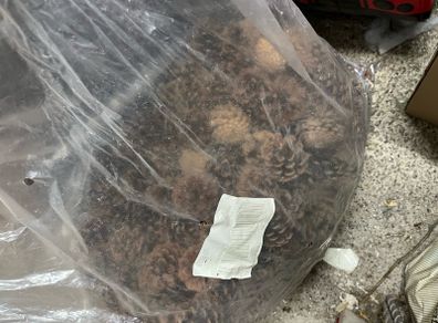 Bag of acorns from Austria.
