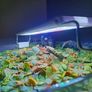 Premium Red Root Floaters & Frogbit Image 8