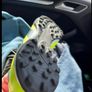 adidas astro size uk7 Image 2