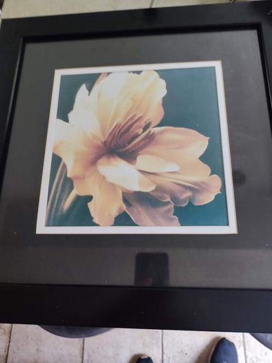 Lovely framed print still life of blooming flower.