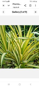 Phormium New Zealand Flax