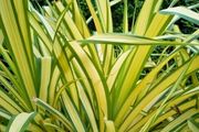 Phormium New Zealand Flax