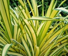 Phormium New Zealand Flax