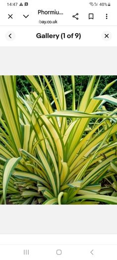 Phormium New Zealand Flax