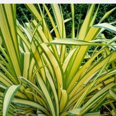 Phormium New Zealand Flax