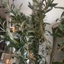 Very  large Olive tree Image 3
