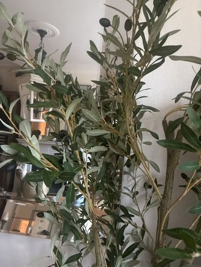 Very  large Olive tree