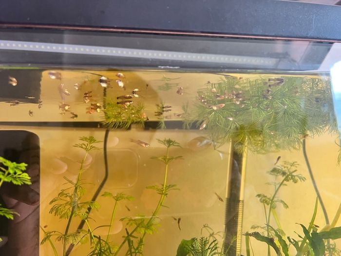 fish