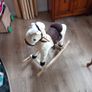 Bayagu rocking horse Image 2