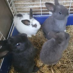 Rabbits-Dwarf