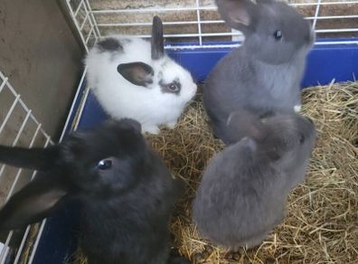 Rabbits-Dwarf