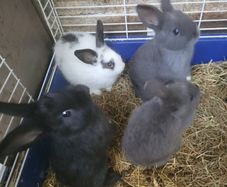 Rabbits-Dwarf