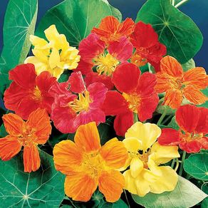 (N) Nasturtium Whirleybird Mix Seeds 2g (413300)