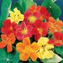Variety of Nasturtium seeds from 1euro Image 8