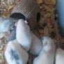 baby pet rats Image 2
