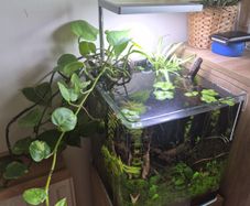 White Glass Aquarium (Complete Set-up)