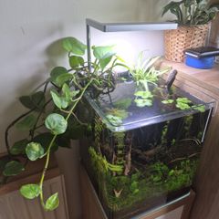 White Glass Aquarium (Complete Set-up)