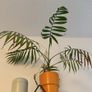 plants & pots Image 9