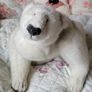 Vintage teddy - polar bear Image 3