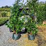 Laurel Hedging in 5 litre pot 4 ft just 4 Euro Image 9