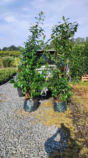 Shelter Hedging Laurel 4 ft just 5 euro