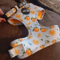dog collar and harness