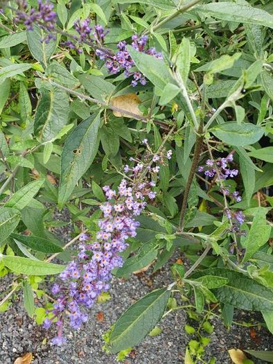 Portugeuse Laurel Hedging