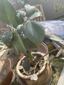 rubber plants