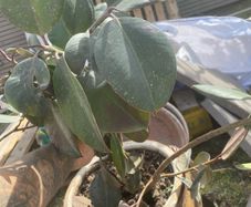 rubber plants