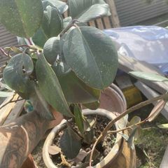 rubber plants
