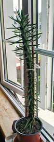 Large Spanish Cactus
