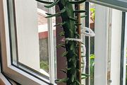 Large Spanish Cactus