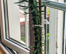 Large Spanish Cactus