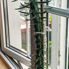 Large Spanish Cactus