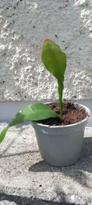 Epiphyllum oxypetalum Queen of the Night