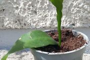 Epiphyllum oxypetalum Queen of the Night