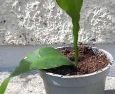 Epiphyllum oxypetalum Queen of the Night