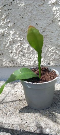 Epiphyllum oxypetalum Queen of the Night