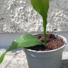 Epiphyllum oxypetalum Queen of the Night