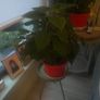 Plants Image 3
