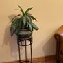 plant stand Image 3