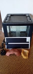 Terrarium spider gecko frog pet