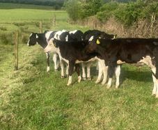 5 reared bull calves