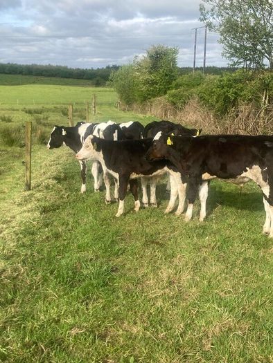5 reared bull calves