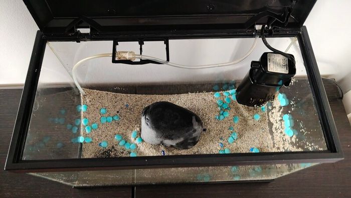 Small fish tank