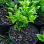Holly Hedging Image 3