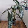Philodendron Billetiae Image 3