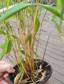 Clumping bamboo 1L pots