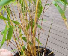Clumping bamboo 1L pots