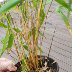 Clumping bamboo 1L pots